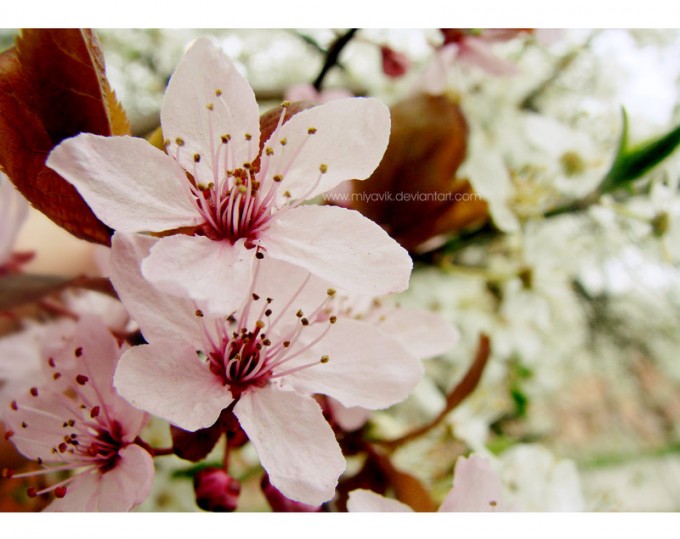 I love spring