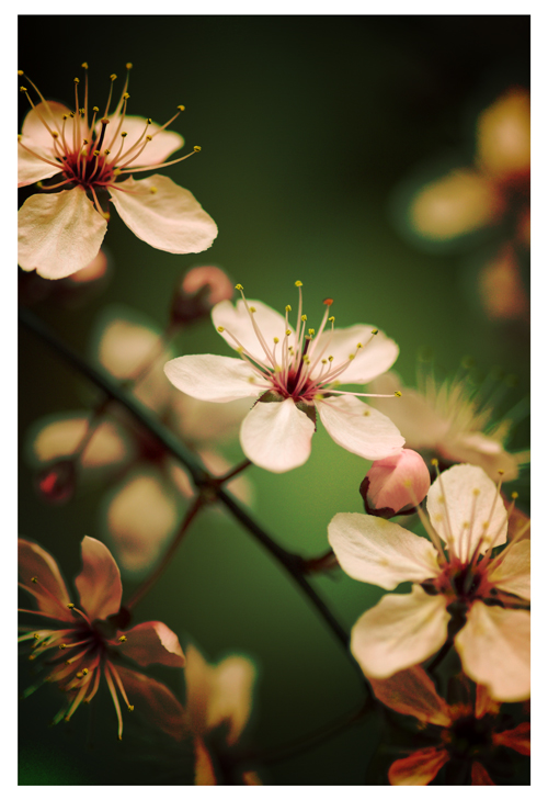 Spring Breed