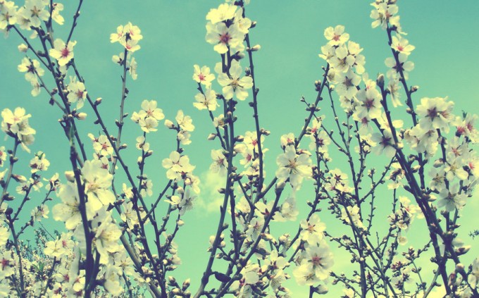Spring Flowers