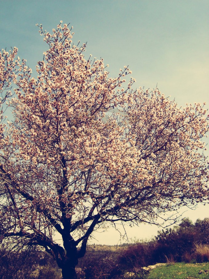 Spring Tree