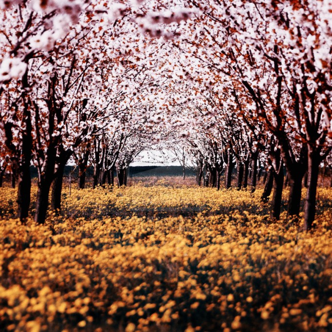 Spring in Bulgaria