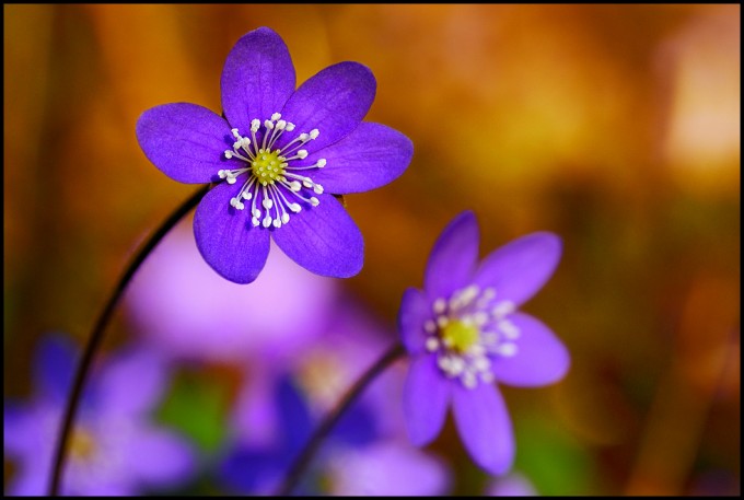 Spring in Finland
