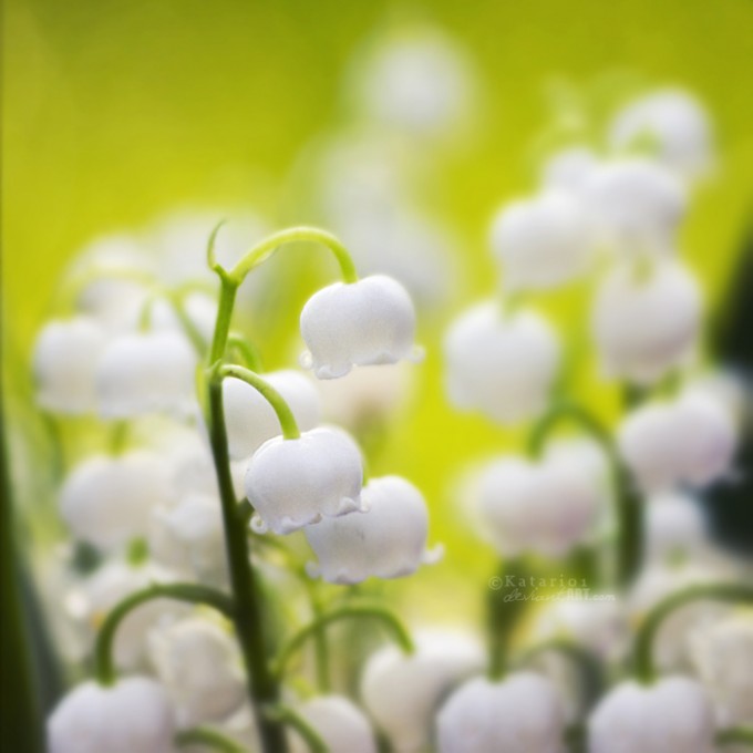 Feel Spring