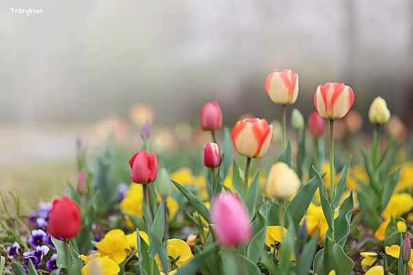 spring tulips
