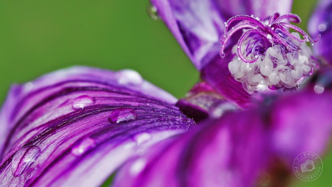 Raindrops on purple Flower