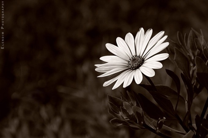 examples of Beautiful Flower Photography