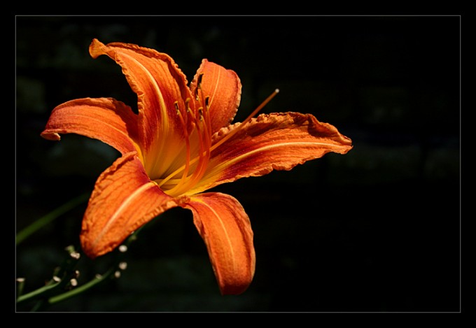 examples of Beautiful Flower Photography