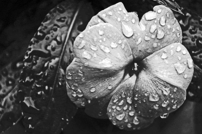 examples of Beautiful Flower Photography