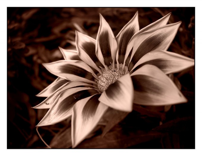 examples of Beautiful Flower Photography