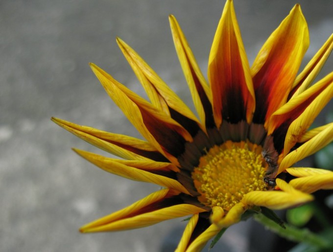 examples of Beautiful Flower Photography