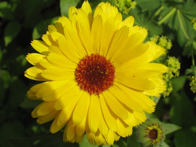 examples of Beautiful Flower Photography