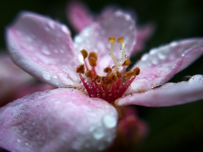 examples of Beautiful Flower Photography