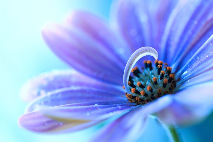 examples of Beautiful Flower Photography