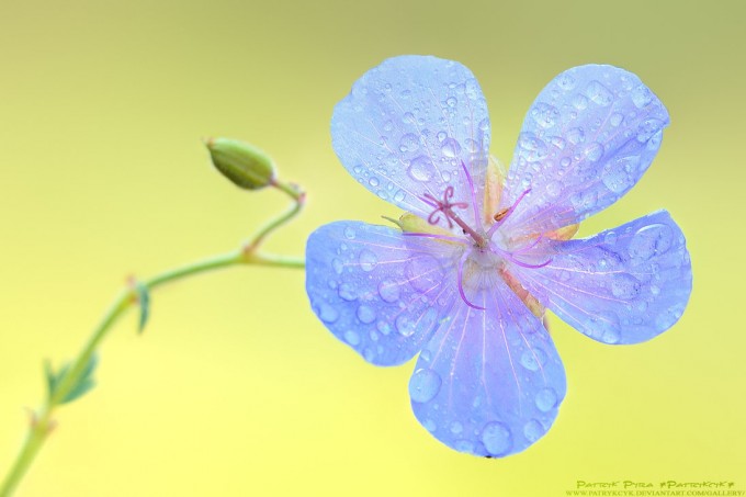 examples of Beautiful Flower Photography