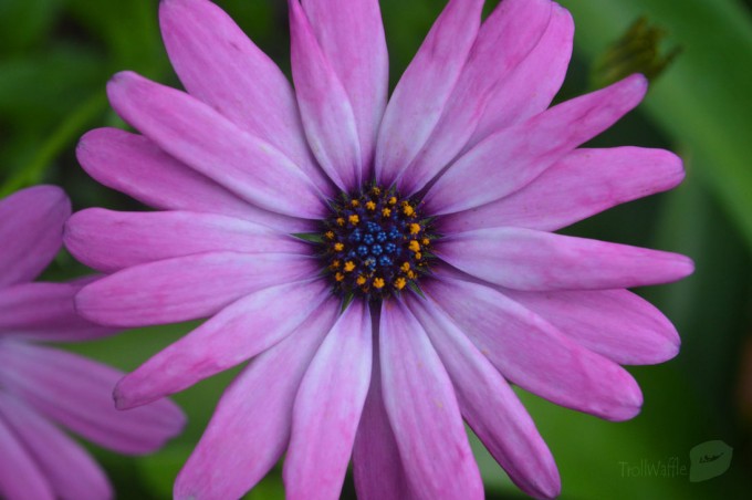 examples of Beautiful Flower Photography