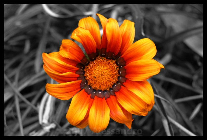 examples of Beautiful Flower Photography