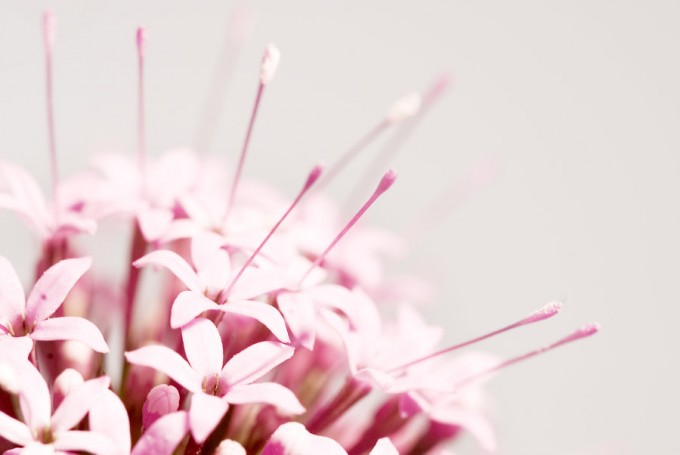 examples of Beautiful Flower Photography