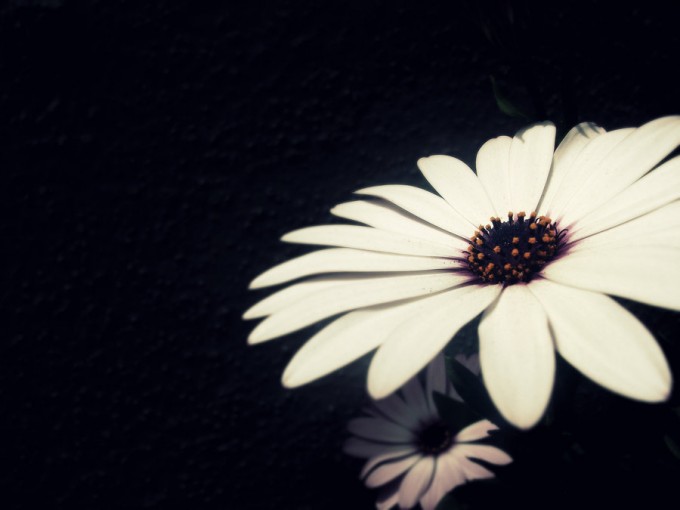 examples of Beautiful Flower Photography