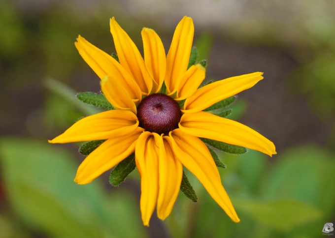 examples of Beautiful Flower Photography