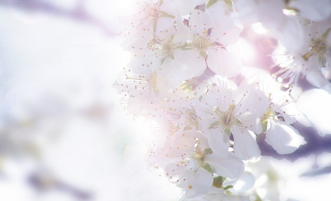 Blossom bride