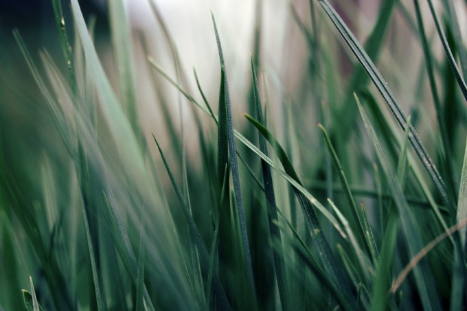 Nature - Wallpaper