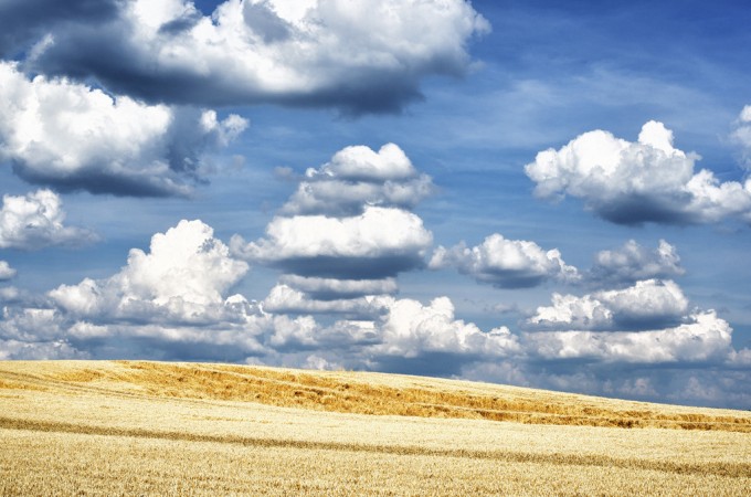 The field
