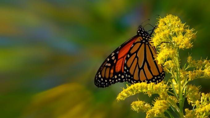 Zoom Monarch Butterfly HD Wallpaper