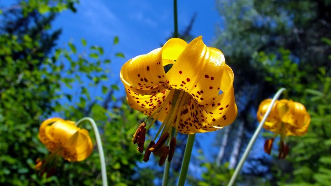 Beauty of Nature