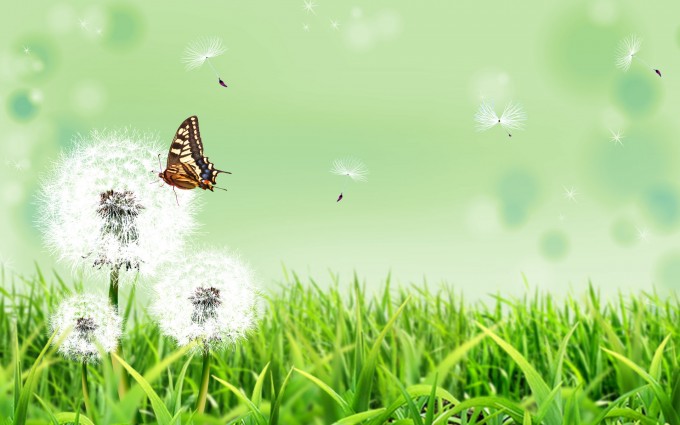butterfly nature
