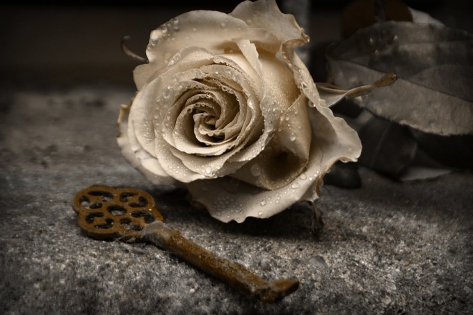 golden rose