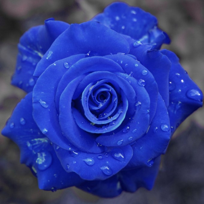 red rose turned blue