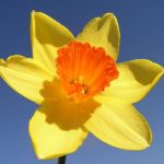 Daffodils