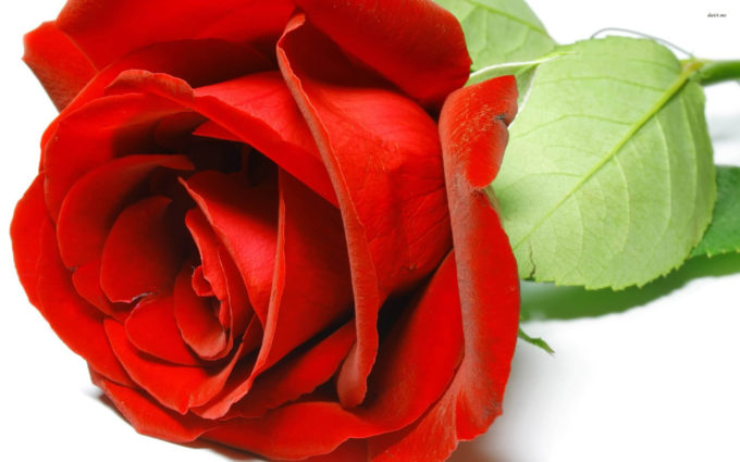 beautiful rose flower