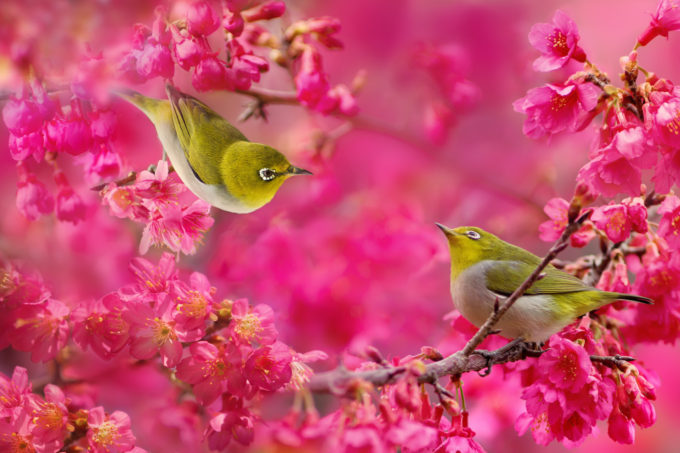 amazing hd pictures of beautiful color sparrows