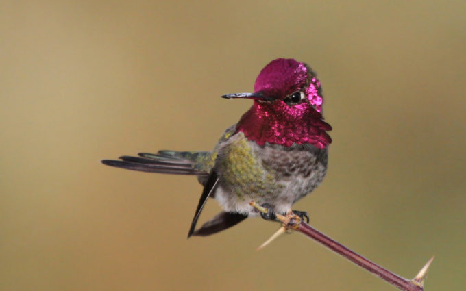 amazing picture of hummingbird