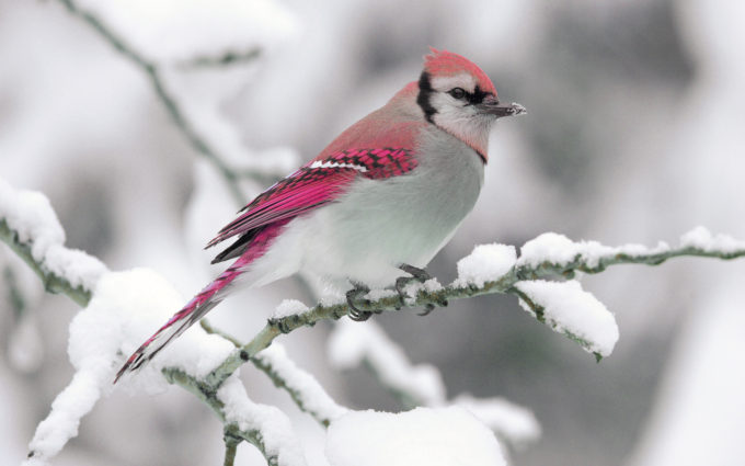 beautiful snow bird picture