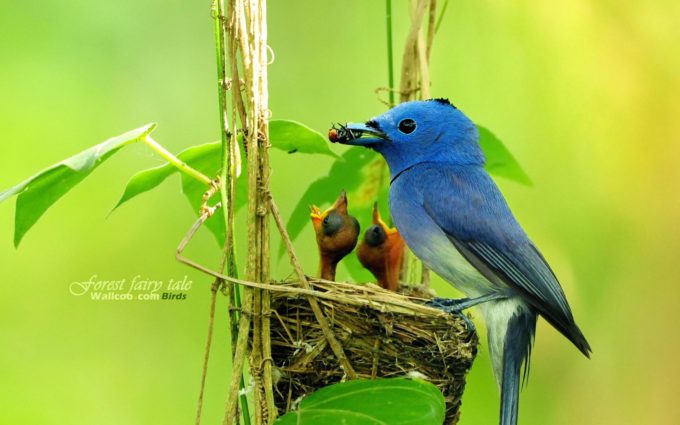 bird feeding picture