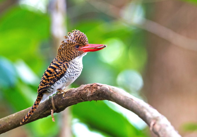 bird picture