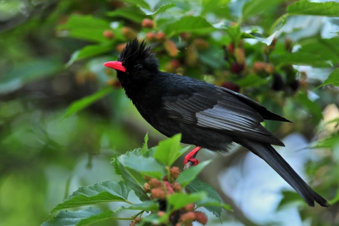 black and red color bird photo