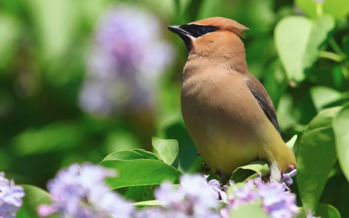 brown bird hd background