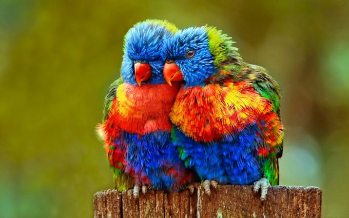 colorful parrots hd picture