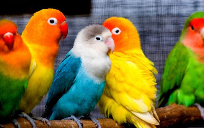 colorful small parrots