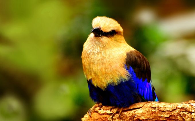 cute bird with amazing colors