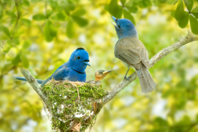 cute birds with really amazing colors
