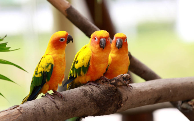 cute parrot birds