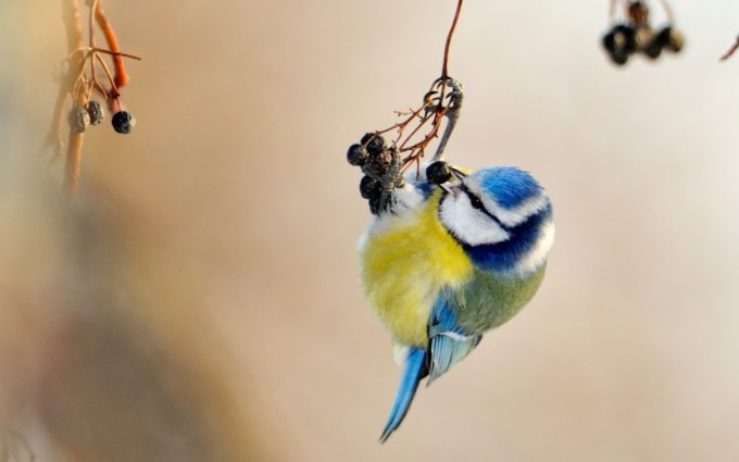 cute small bird photo