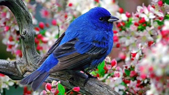 cute small sparrow in beautiful colors