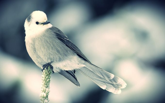 cute snow sparrow