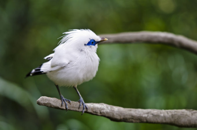 cute white blue color small bird