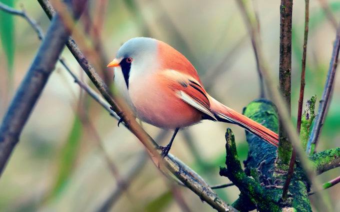 exotic small bird picture